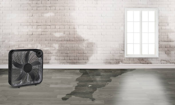 Best Water damage restoration near me  in Terrell Hills, TX